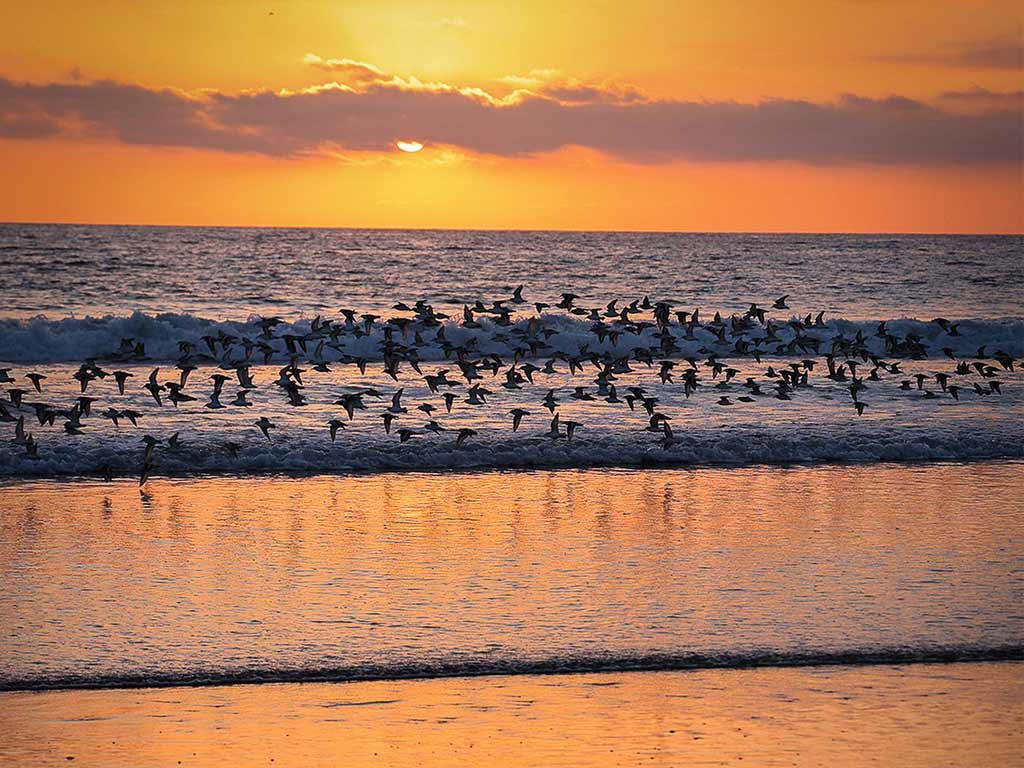 Birds flying over beach at sunset